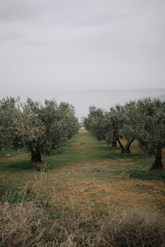 Peaceful view of an olive orchard with rows of trees in misty rural landscape.