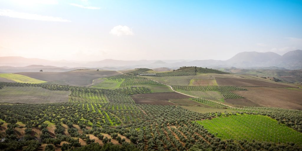 Expansive olive groves in the Andalusian countryside under a bright sky.